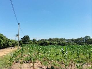 For sale land in Chiang Kham, Phayao
