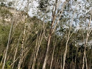 For sale land in Sawi, Chumphon