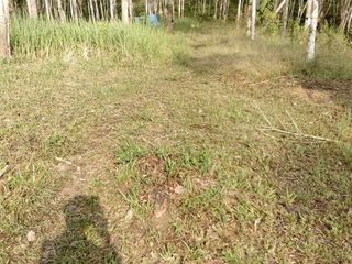 For sale land in Sawi, Chumphon