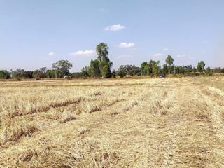For sale land in Chiang Khwan, Roi Et