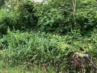 For sale land in Mueang Saraburi, Saraburi