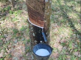 For sale land in Bang Klam, Songkhla