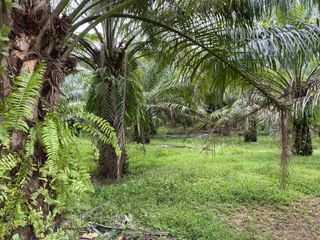 For sale land in Khlong Hoi Khong, Songkhla