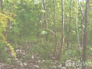 For sale land in Phan, Chiang Rai