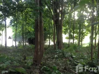 For sale land in Phu Phiang, Nan