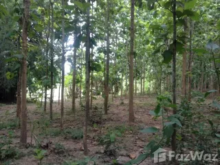 For sale land in Phu Phiang, Nan