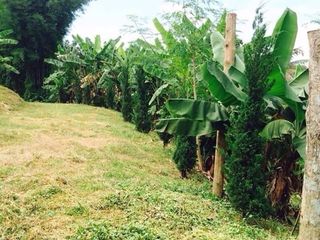 For sale land in Den Chai, Phrae