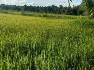For sale land in Chaturaphak Phiman, Roi Et