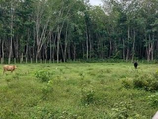 For sale land in Khao Chaison, Phatthalung