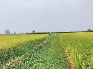 For sale land in Khanu Woralaksaburi, Kamphaeng Phet