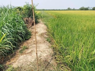 For sale land in Khanu Woralaksaburi, Kamphaeng Phet