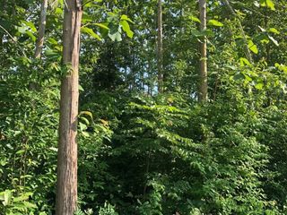 For sale land in Muang Nan, Nan