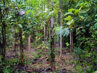 For sale land in Ban Rai, Uthai Thani