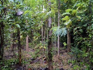 For sale land in Ban Rai, Uthai Thani