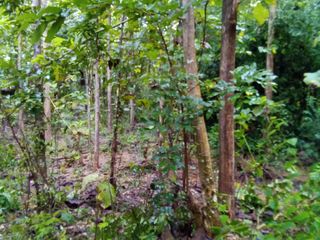 For sale land in Ban Rai, Uthai Thani