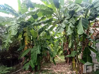 For sale 3 bed house in Ban Bueng, Chonburi