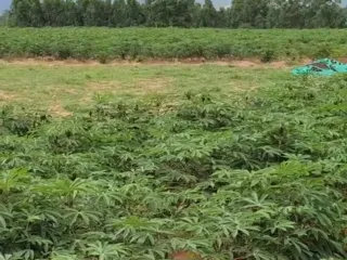 For sale land in Khok Sung, Sa Kaeo
