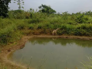 For sale land in Sung Men, Phrae
