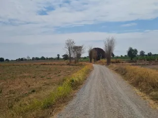 For sale land in Dan Khun Thot, Nakhon Ratchasima