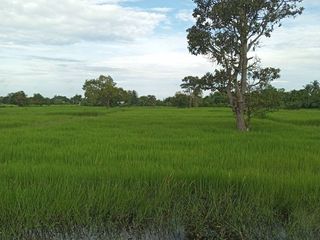 For sale land in Mueang Surin, Surin