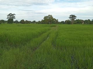 For sale land in Mueang Surin, Surin