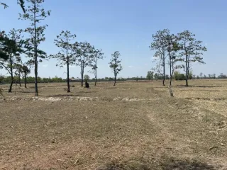 For sale land in Renu Nakhon, Nakhon Phanom