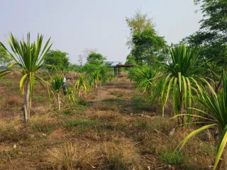 ขาย ที่ดิน ใน ภูเวียง, ขอนแก่น