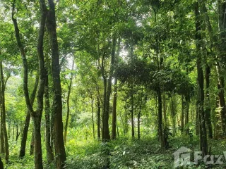 For sale land in Ko Yao, Phang Nga