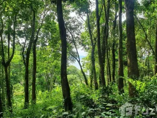 For sale land in Ko Yao, Phang Nga