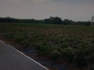For sale land in Ban Chang, Rayong