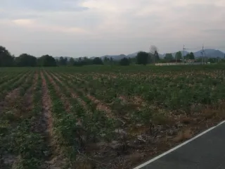 For sale land in Ban Chang, Rayong
