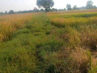 For sale land in Ban Mi, Lopburi