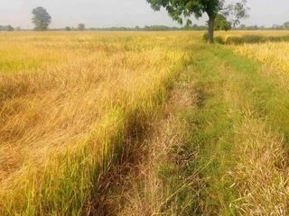 For sale land in Ban Mi, Lopburi