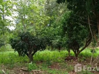For rent 4 bed townhouse in Phu Ruea, Loei