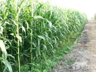 For sale land in Bueng Samakkhi, Kamphaeng Phet