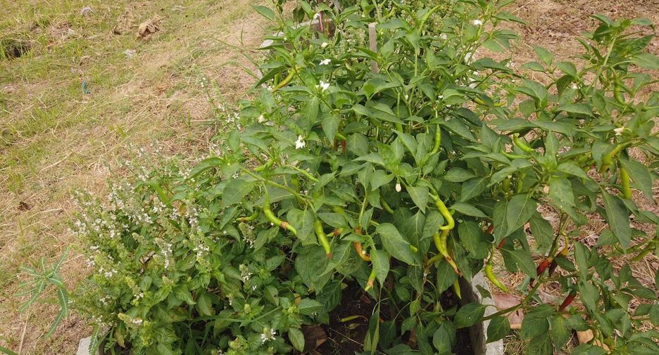 For sale land in Mueang Saraburi, Saraburi