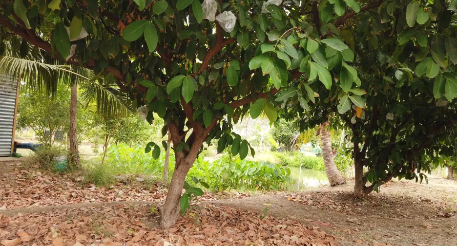 For sale land in Mueang Saraburi, Saraburi