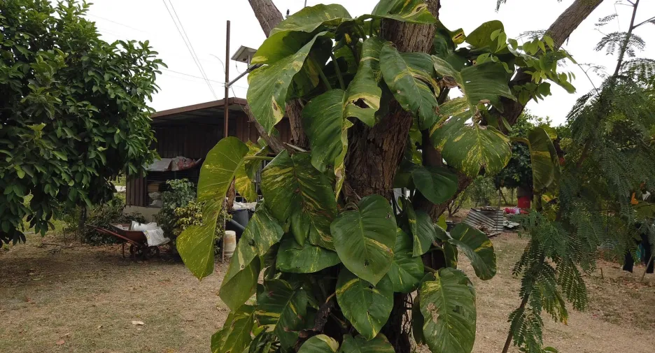 For sale land in Mueang Saraburi, Saraburi