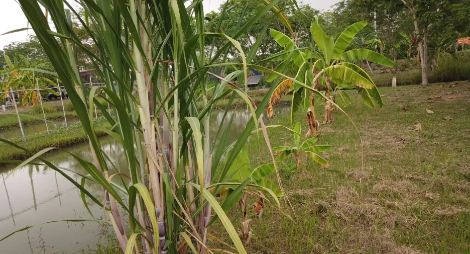 For sale land in Mueang Saraburi, Saraburi