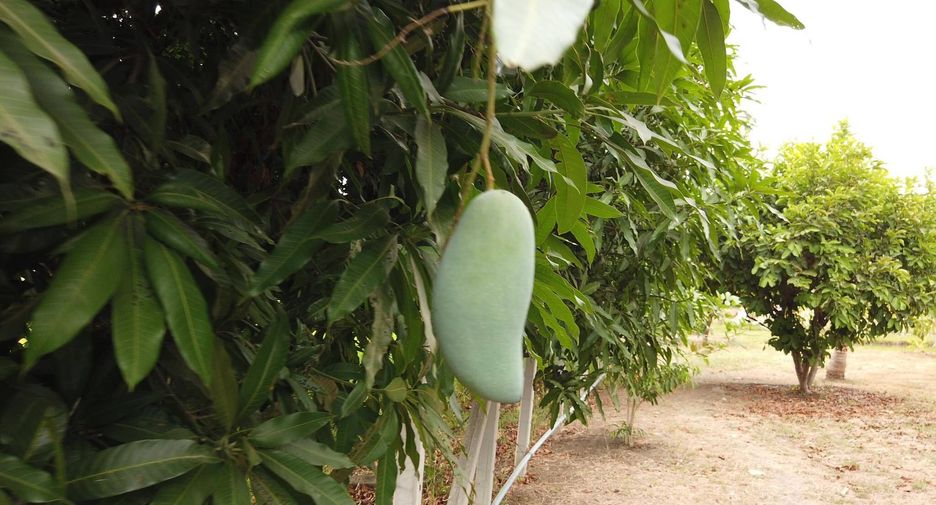 For sale land in Mueang Saraburi, Saraburi