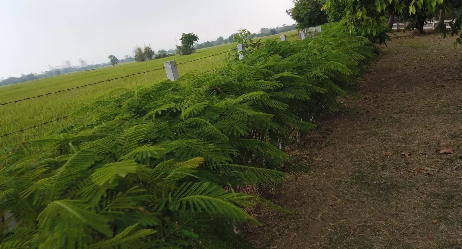 For sale land in Mueang Saraburi, Saraburi