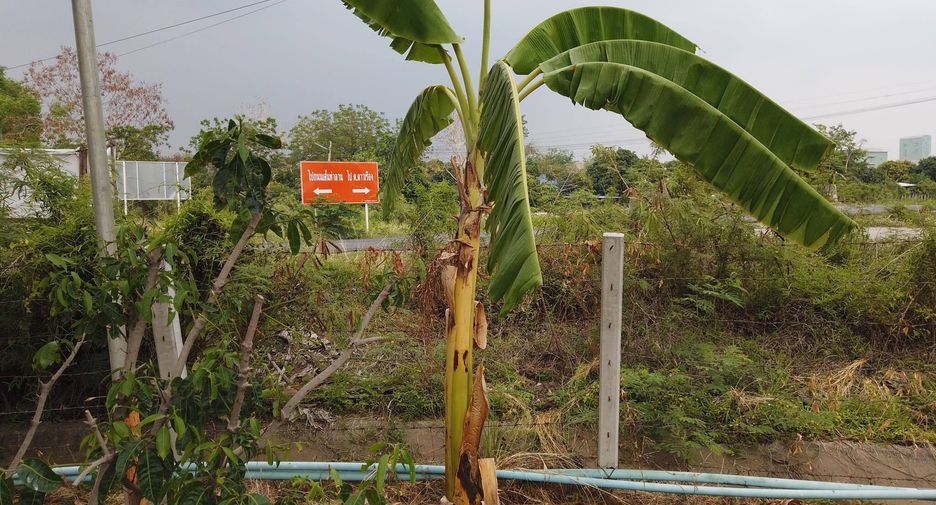 For sale land in Mueang Saraburi, Saraburi