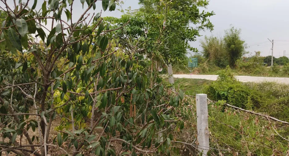 For sale land in Mueang Saraburi, Saraburi