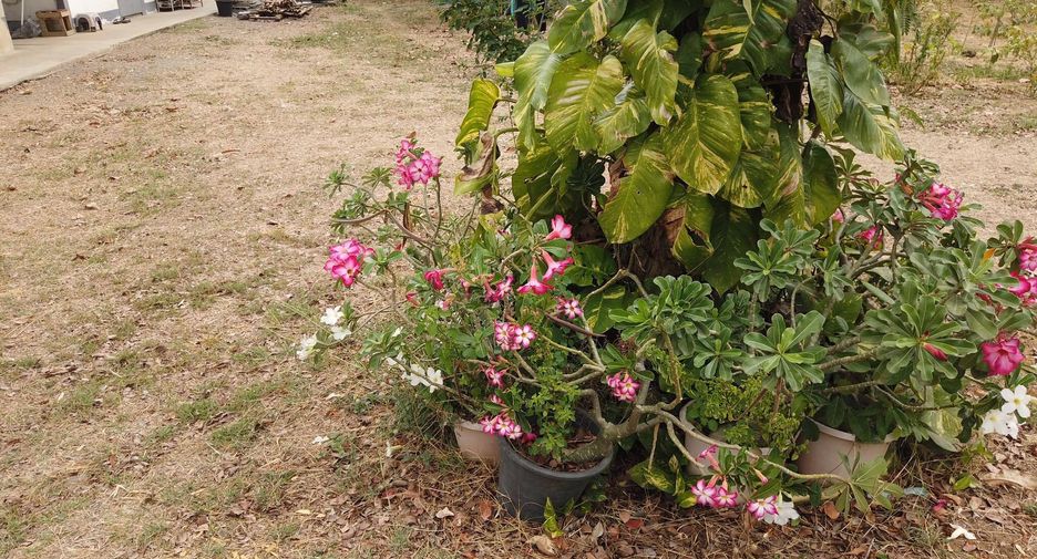 For sale land in Mueang Saraburi, Saraburi