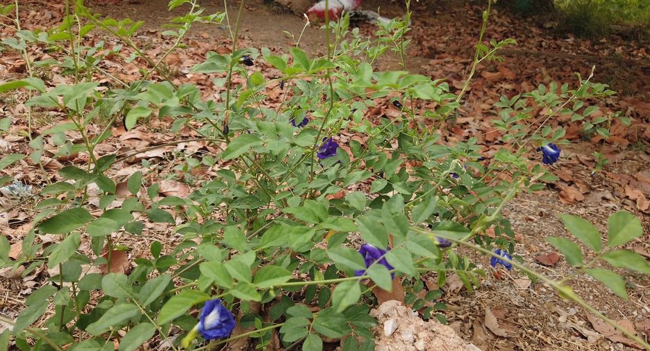 For sale land in Mueang Saraburi, Saraburi