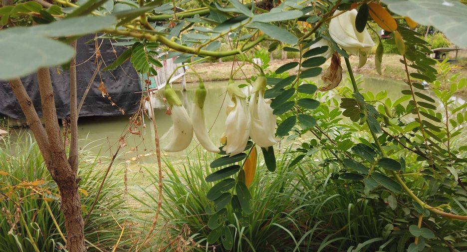 For sale land in Mueang Saraburi, Saraburi