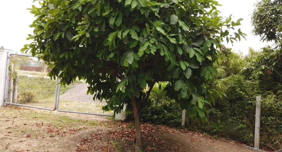 For sale land in Mueang Saraburi, Saraburi