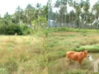 For sale land in Ko Lanta, Krabi