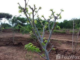 For sale land in Phu Khiao, Chaiyaphum