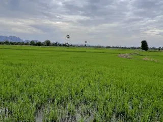 For sale land in Sao Hai, Saraburi